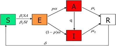 Dynamical Analysis of a Mathematical Model of COVID-19 Spreading on Networks